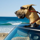 Illustration for article titled Marmaduke